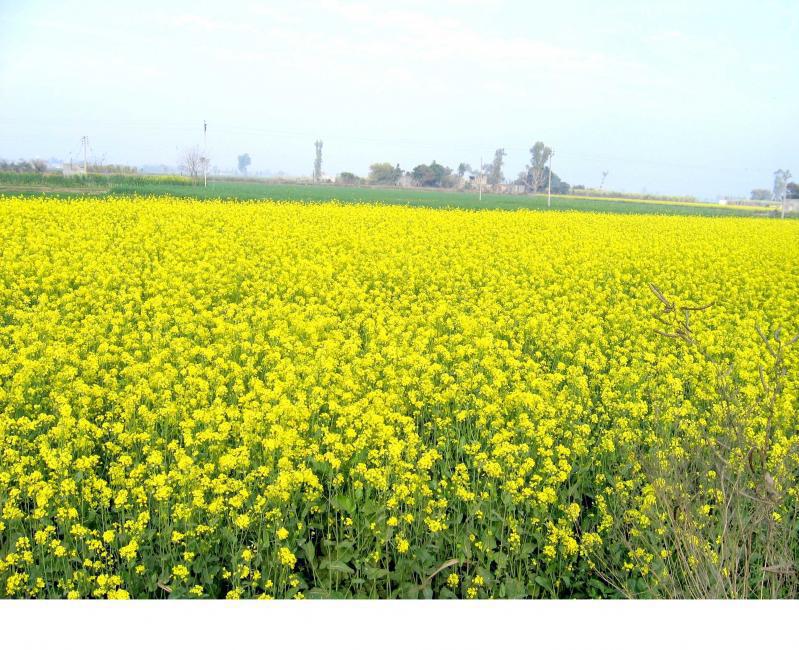 Filming at Mustard Fields Filmapia real sites . reel sites