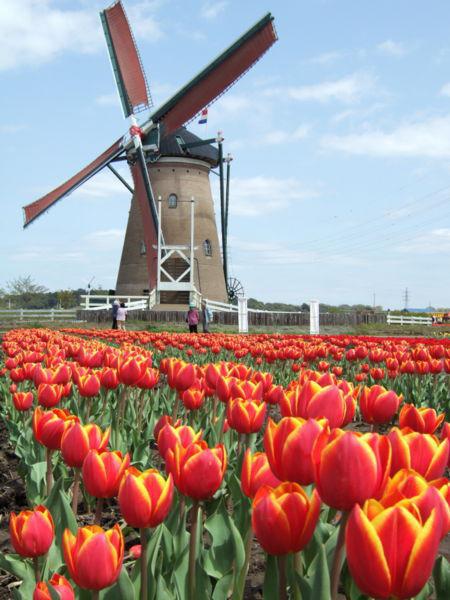Filming at Netherland Windmills| Filmapia - reel sites . real sites